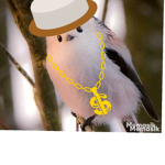 Birdy countreis