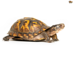 turtles for life and clothing!
