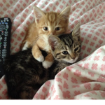The Aggressive Cat Siblings