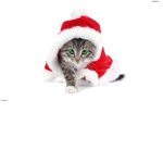 cats and kittens lovers