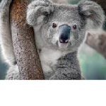 Da Koala Clan