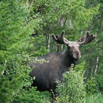 the BIG Moose clan