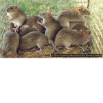 The rat squad ;)