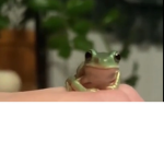 I like frogggggggggggs