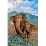 the little elephants <3