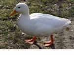 Gathering of Ducks