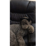 Ari the dogo