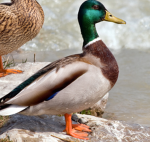 The [ducks] army