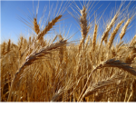 Labourers of the Harvest