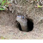 Snake Village