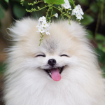 i love pomeranians