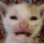 rotten puff of cheese