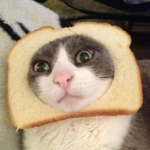 Toast Car
