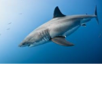 TheofficialSharkSquad