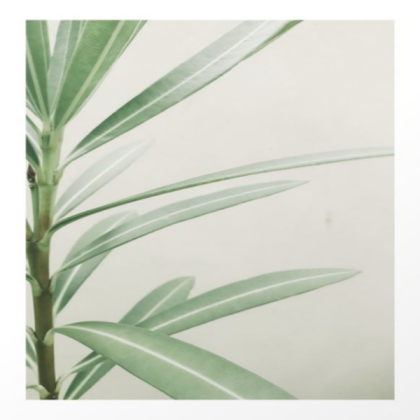 natural background Roblox decal
