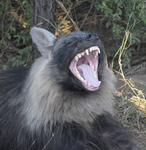 RadicalHyenas
