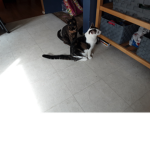 if you love cats/kittys join me