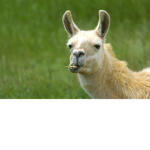 Llamas (aka the second best thing in the world)