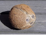 coconut_gang