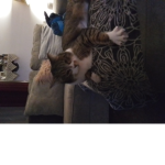 Cat loves purr