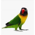 Parrots Party!