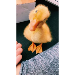 duck hangout :D