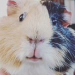 -Guinea Pig group-