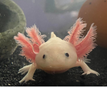 axolotl cute fan group
