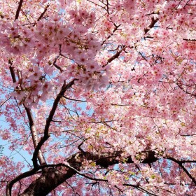 Blossom Interview Centre