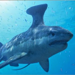 Sharkgroup for all sharks