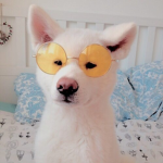 ~ Dog Squad ~
