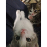 Crazy girls ⋆