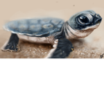 The Official Tony Turtle Group