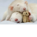 Rats class! Rats rule!
