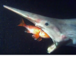 R0v3r t3h sh4rk fan club