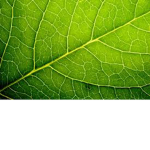 LeafBros