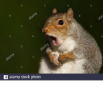 Squirrels fly