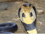 Cobra Creations