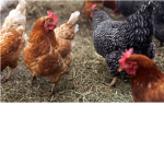 Chicken Lovers Of Roblox