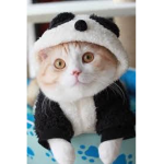 CatGamer BR