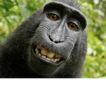 Spunky Monkey