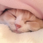 wintery cat