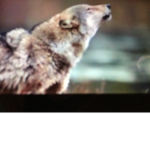 #wolfy squad