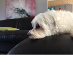 Doggie fun!