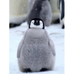 Penguins For Life <3