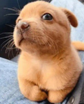 foxes are cute / group