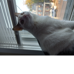 NatTheCat
