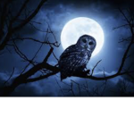 Owls forever