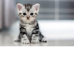 #THECATS