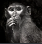 Monkey Club 123